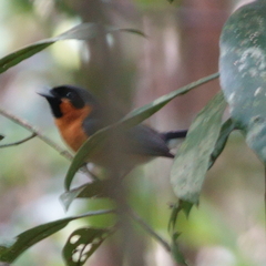 Symposiachrus trivirgatus