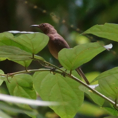 Myzomela obscura