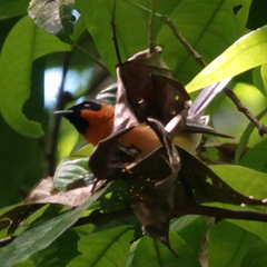 Symposiachrus trivirgatus