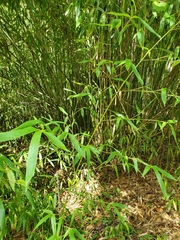 Phyllostachys aurea
