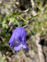 Campanula alaskana