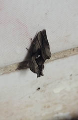 Macdunnoughia purissima