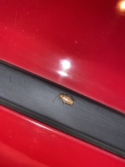 Ectobius pallidus