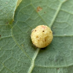 Philonix fulvicollis