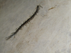 Scolopendrinae