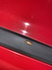 Ectobius pallidus