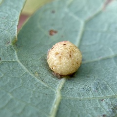Philonix fulvicollis