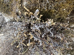 Myriopteris gracillima