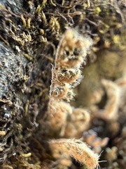 Myriopteris gracillima