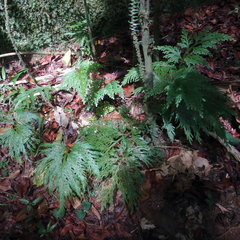 Selaginella willdenowii