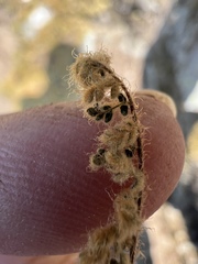 Myriopteris gracillima