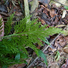 Selaginella willdenowii