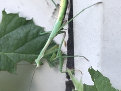 Orthodera ministralis