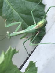 Orthodera ministralis