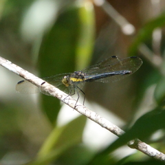 Agrionoptera longitudinalis