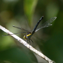 Agrionoptera longitudinalis