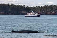 Balaenoptera acutorostrata
