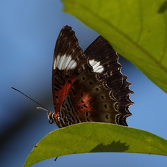 Cethosia cydippe