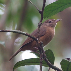Colluricincla rufogaster