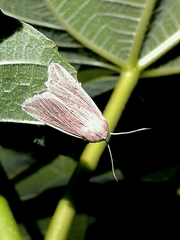 Mythimna riparia