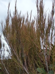 Dracophyllum longifolium