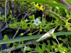Bacopa monnieri