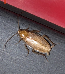 Ectobius pallidus