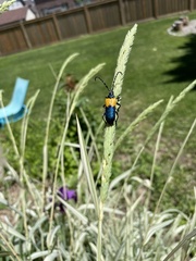 Desmocerus palliatus