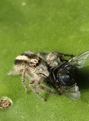 Megafreya sutrix