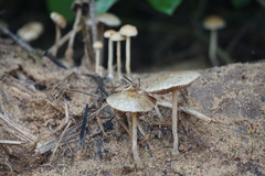 Panaeolus cyanescens