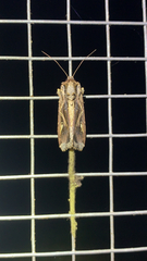 Spodoptera dolichos