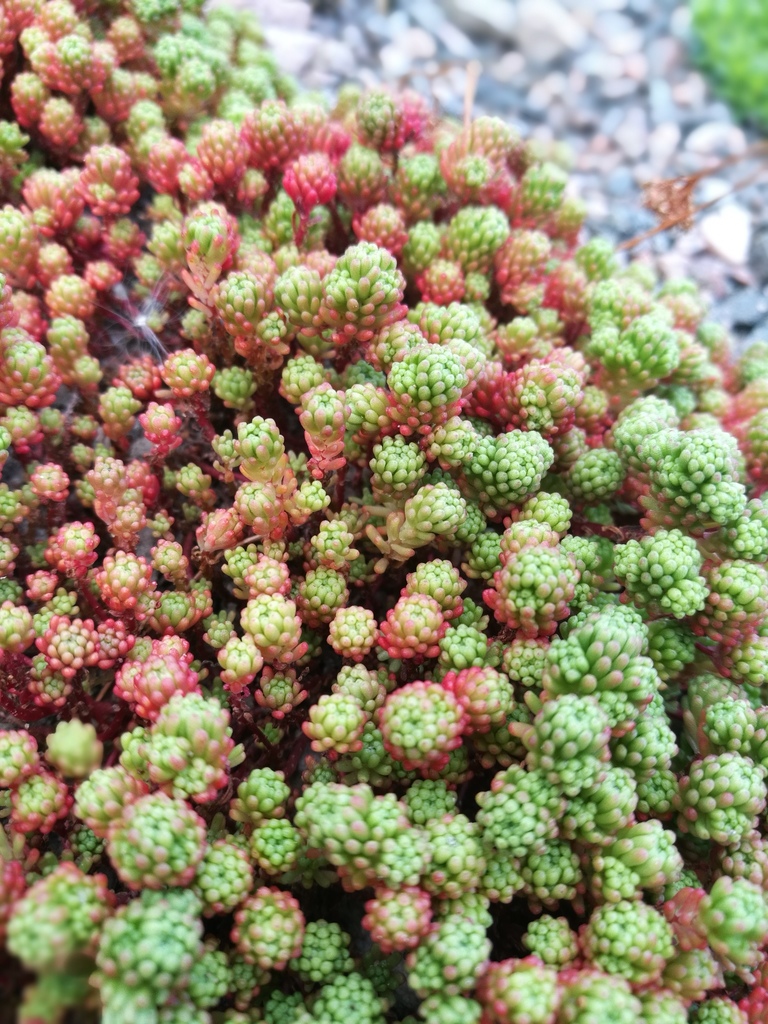 Least Stonecrop