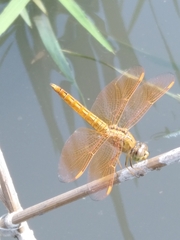 Brachythemis contaminata