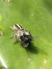 Megafreya sutrix