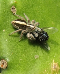 Megafreya sutrix