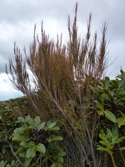 Dracophyllum longifolium