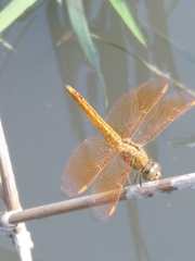 Brachythemis contaminata