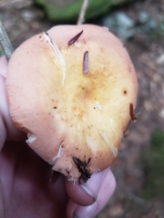 Russula decolorans