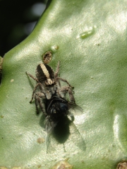 Megafreya sutrix