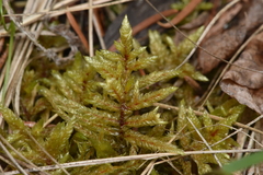 Pleurozium schreberi