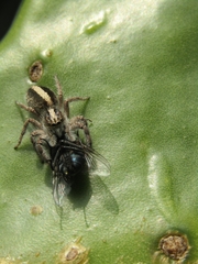 Megafreya sutrix