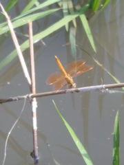 Brachythemis contaminata