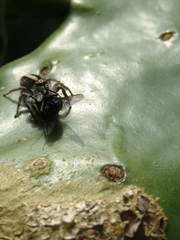 Megafreya sutrix