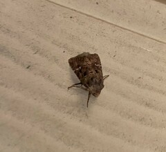 Lacinipolia renigera