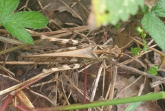 Oedaleus infernalis