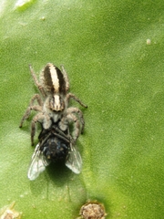 Megafreya sutrix