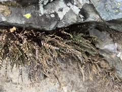 Myriopteris gracillima