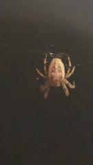 Larinioides cornutus