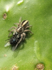 Megafreya sutrix