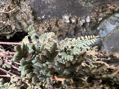 Myriopteris gracillima